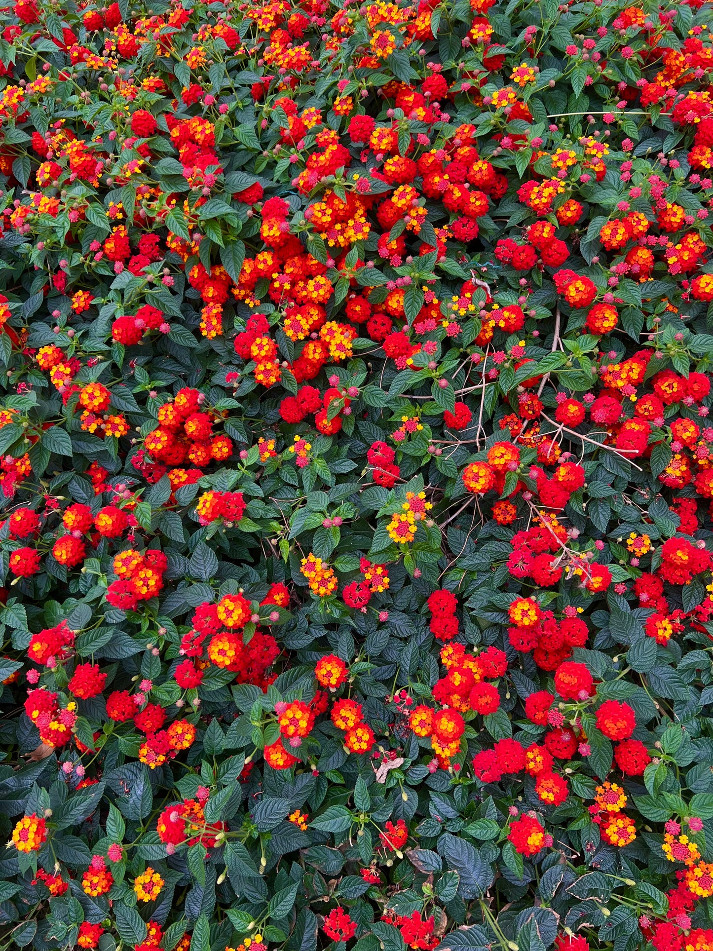 Fiori raggruppati vibranti rossi e gialli di Lantana camara con fogliame verde scuro, arbusto denso