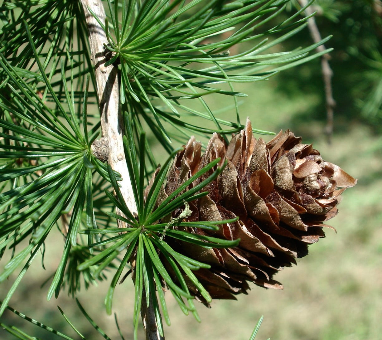 Larix kaempferi | Japanese larch | Karamatsu