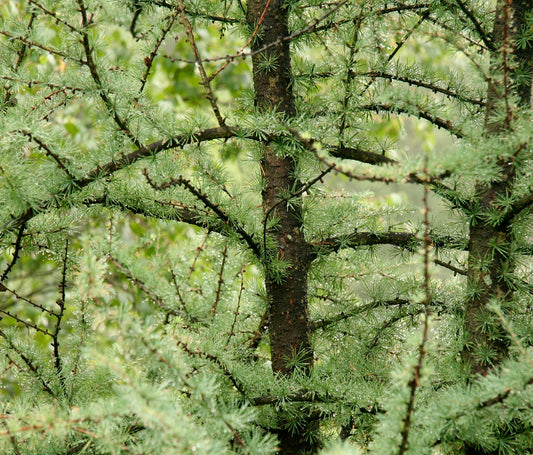 Larix laricina dense green needles on wet branches with rough dark bark