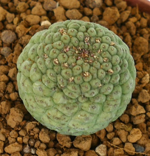 Larryleachia cactiformis rare succulent cactus with rounded tubercles and green texture