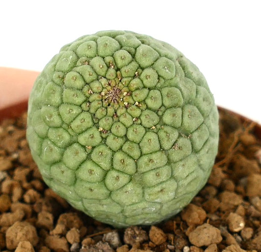 Larryleachia cactiformis rare succulent cactus with textured green spherical stem