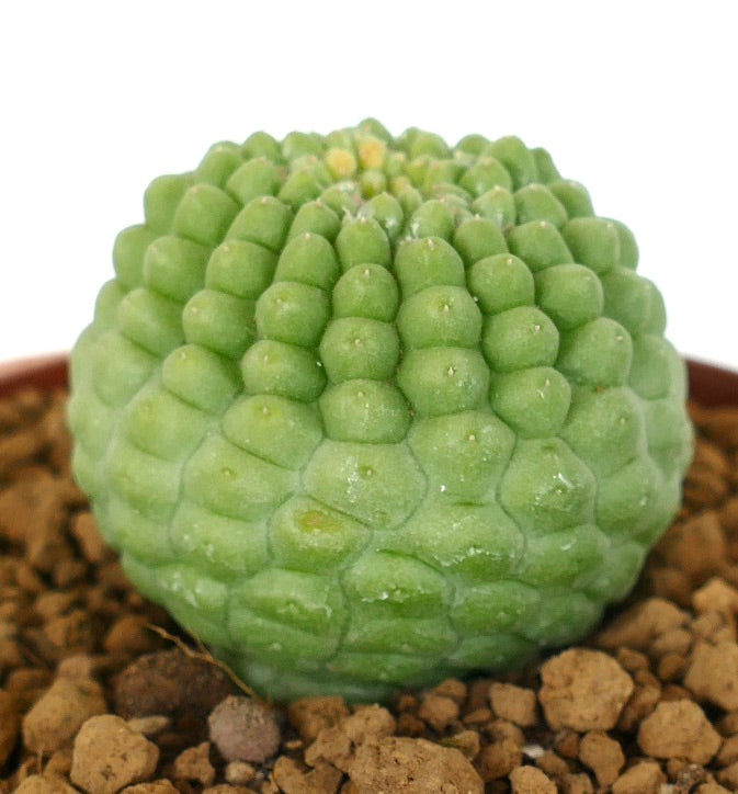 Larryleachia cactiformis succulent cactus with rounded tubercles and pale green texture