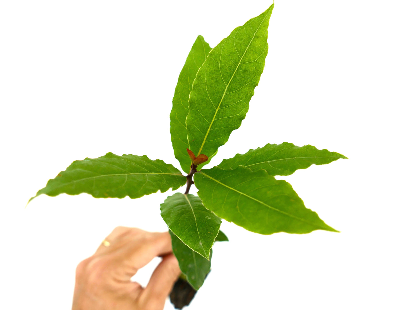 Foglie fresche verdi lucide di Laurus nobilis con bordi lisci tenute in mano
