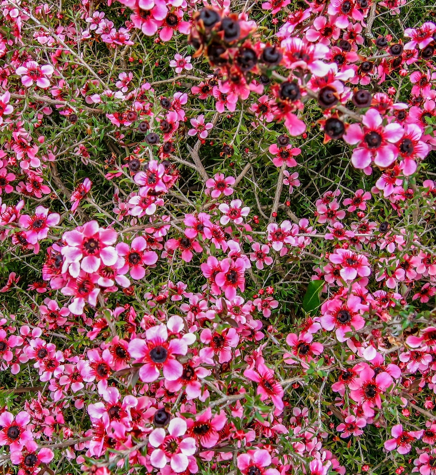 Leptospermum scoparium 'PANTELLERIA' dense shrub with vibrant pink flowers and dark centers
