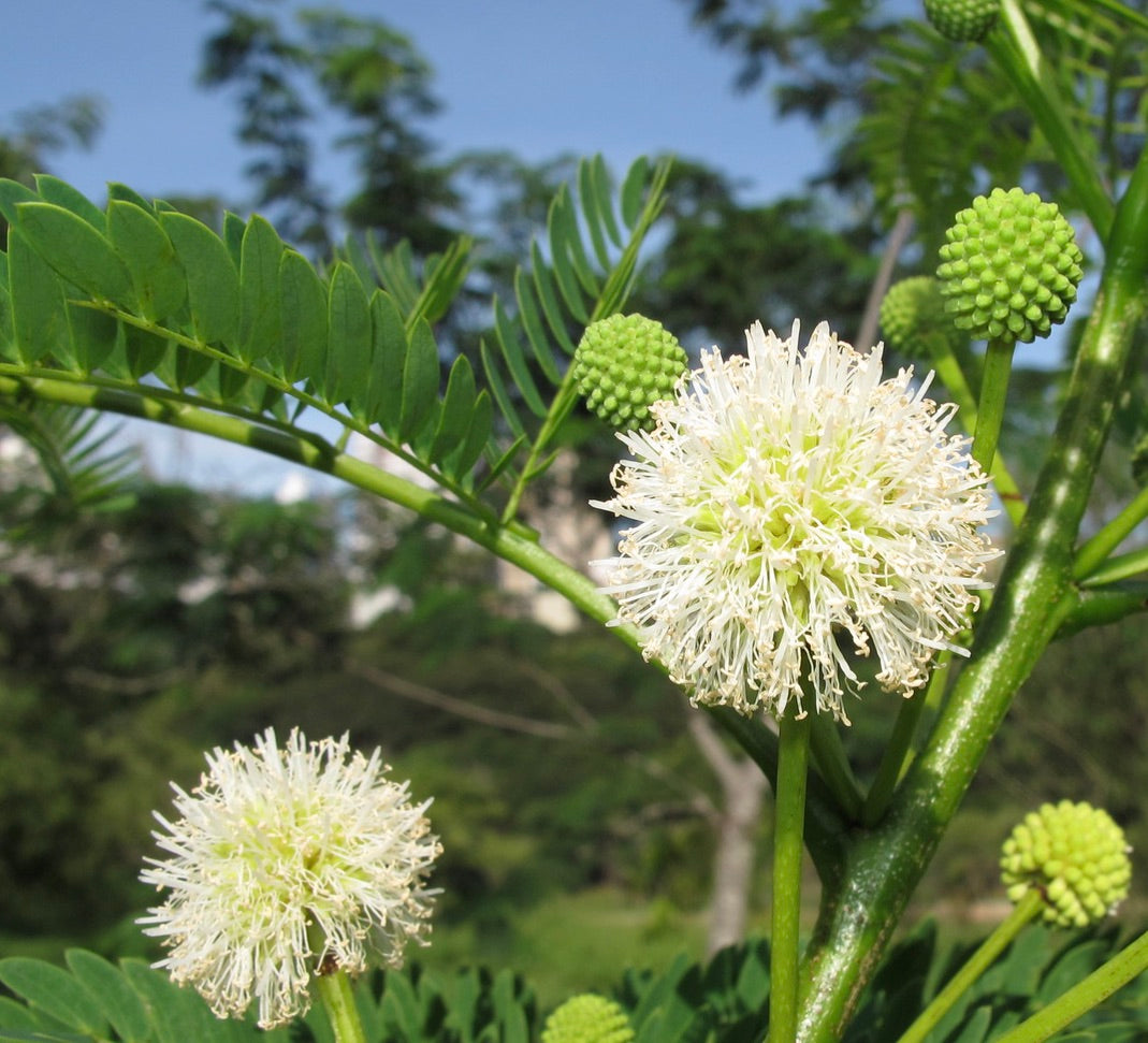 Fiori bianchi sferici delicati di Leucaena leucocephala con foglie composte verdi all'aperto