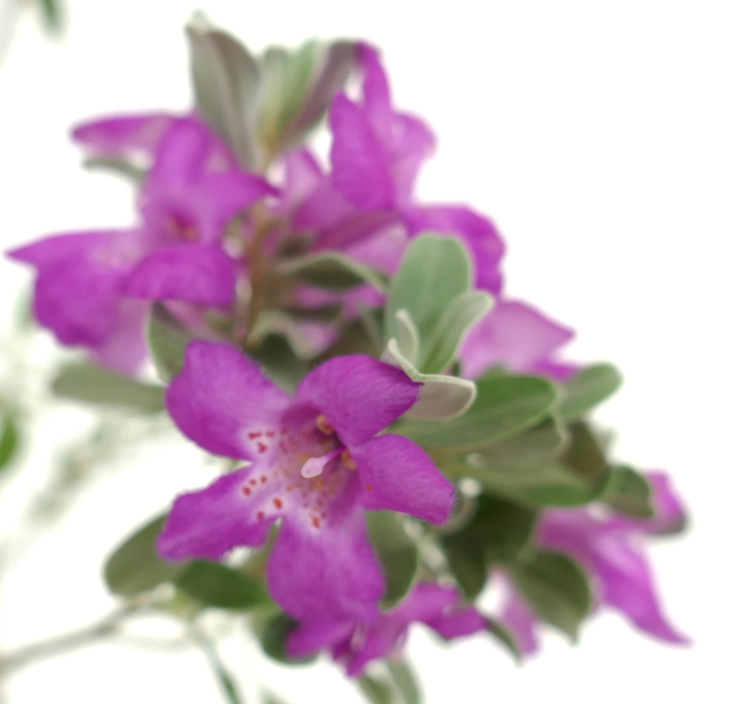 Leucophyllum frutescens | Texas sage | Cenizo