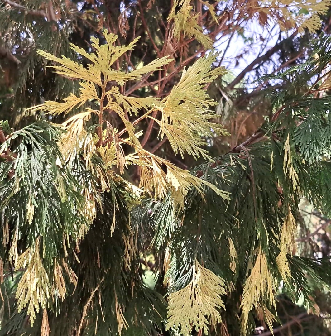Libocedrus decurrens VARIEGATED 45-80cm | Incense cedar