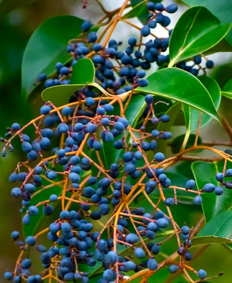 Ligustrum japonicum con foglie verde lucide e grappoli di bacche blu scuro