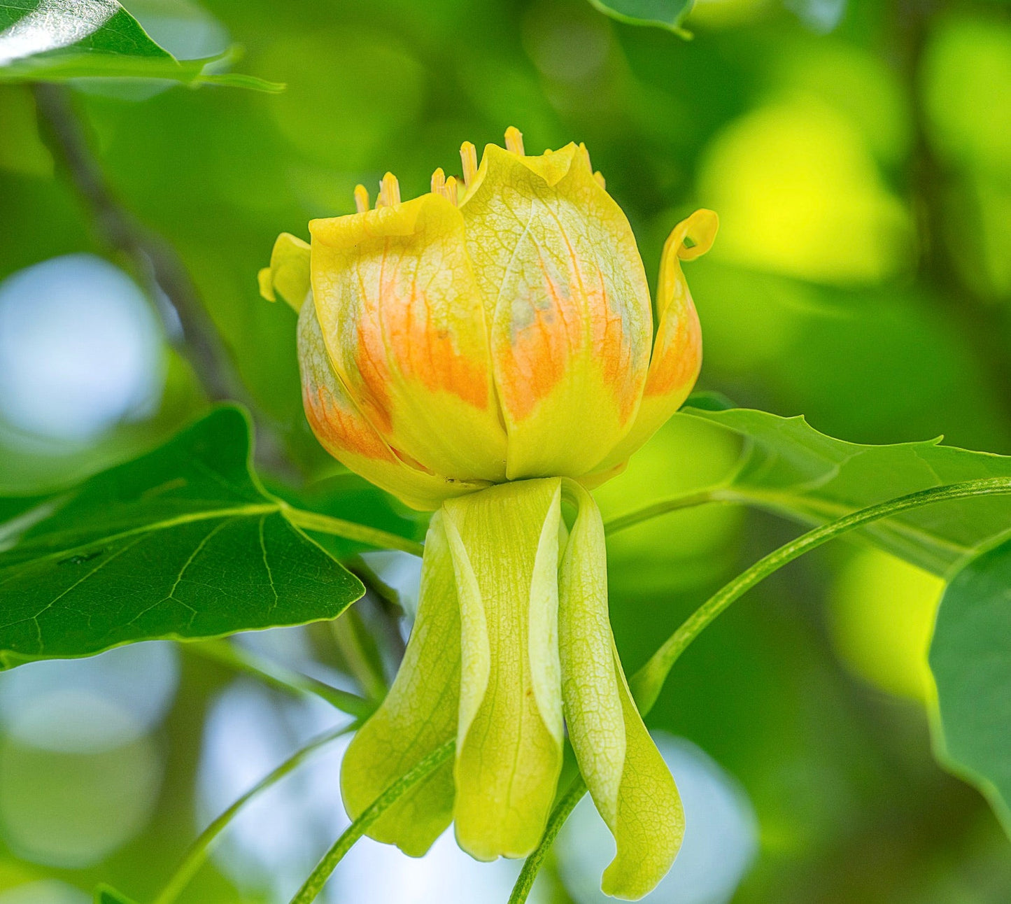 Fiore a forma di tulipano dai colori giallo brillante e arancione di Liriodendron tulipifera con foglie verdi