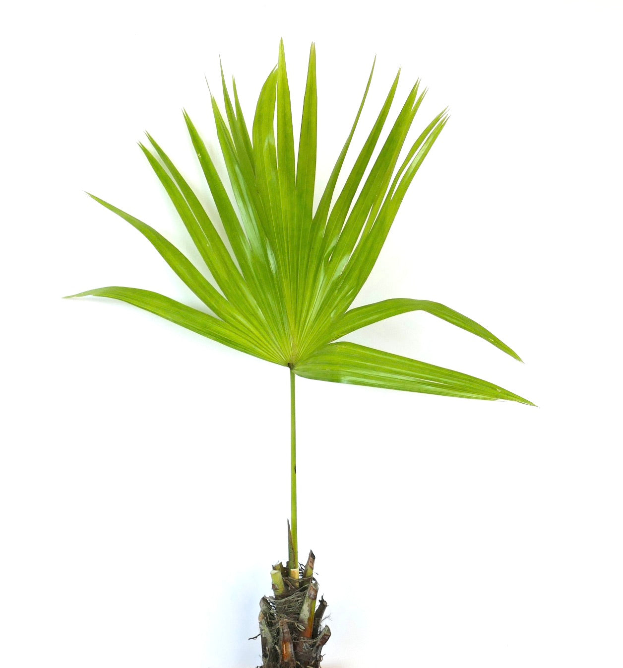 Livistona chinensis | Palma Ventaglio Cinese | Palma Fontana