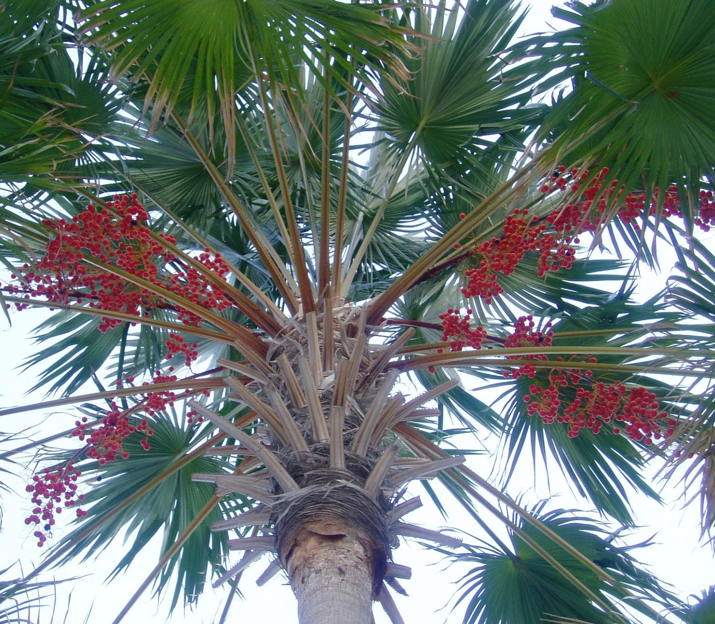 Livistona rotundifolia | Footstool palm | Round-leaf fountain palm