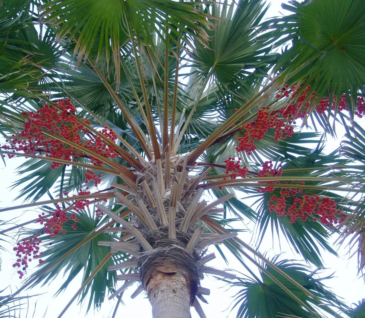 Palma Livistona rotundifolia con foglie tonde a ventaglio e grappoli di bacche rosse vivaci