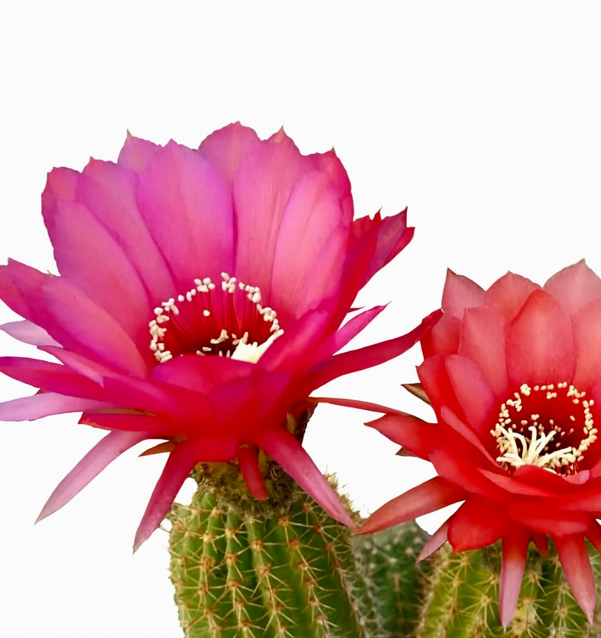Lobivia herzogianus cactus with vibrant pink and red blooming flowers and spiny green stems