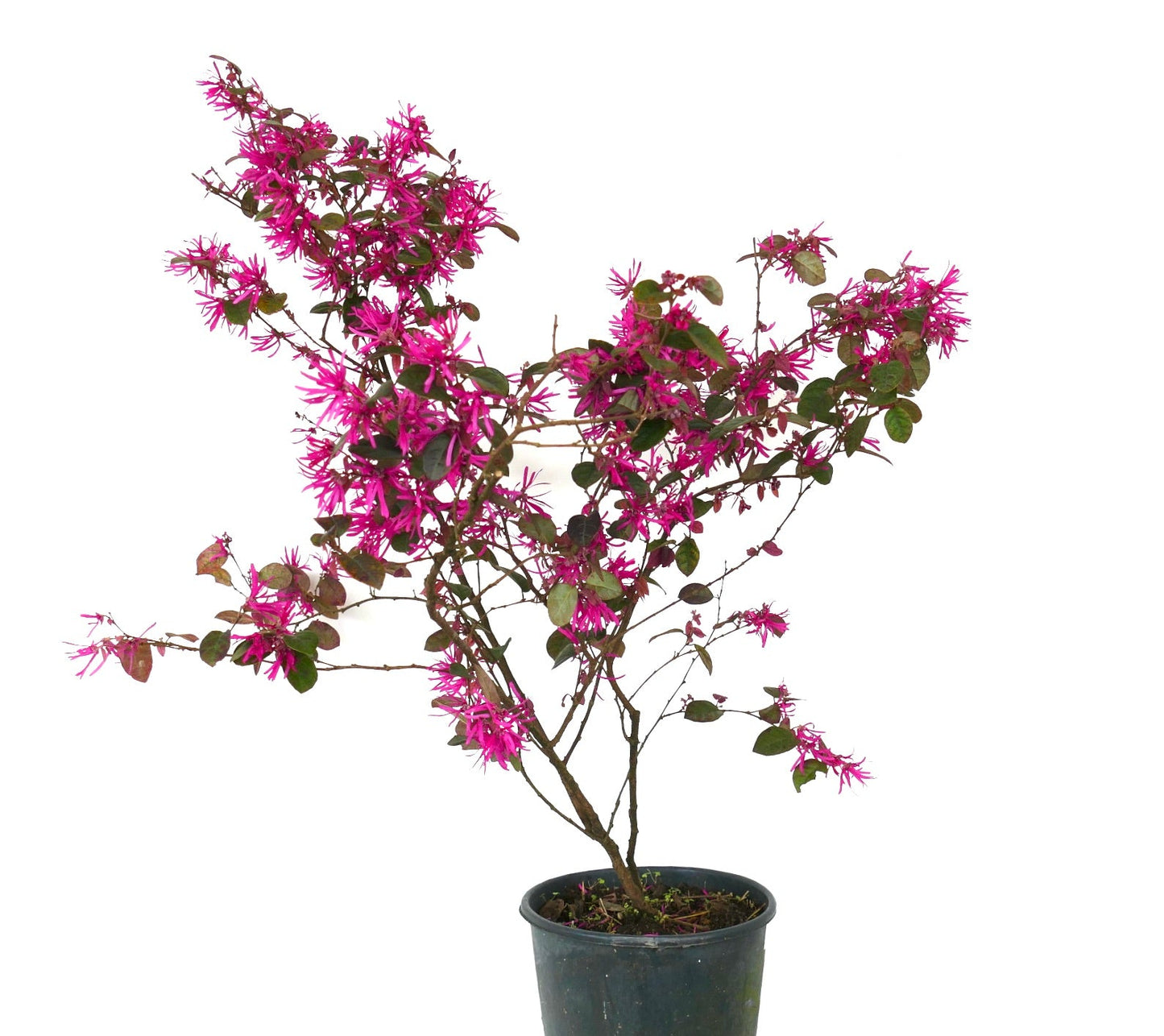 Arbusto Loropetalum chinense cv 'Fire Dance' con fiori a frangia rosa acceso e foglie verdi in vaso