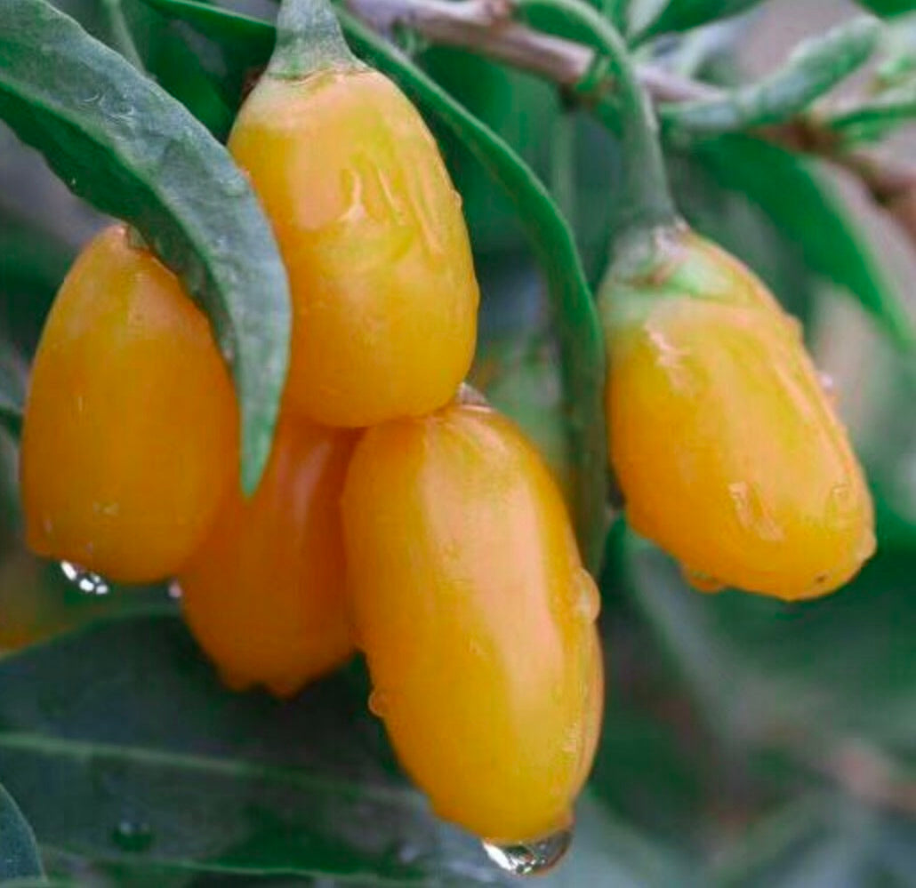 Bacche mature gialle di Lycium barbarum con forma allungata e foglie verdi in primo piano
