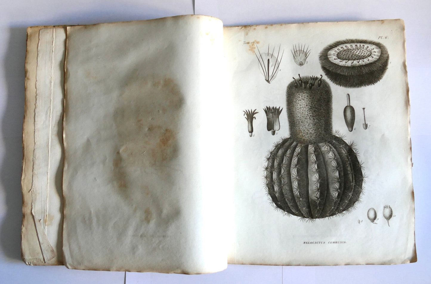 Libro botanico vintage aperto su un'illustrazione dettagliata di cactus Melocactus communis con diagrammi dell'anatomia della pianta