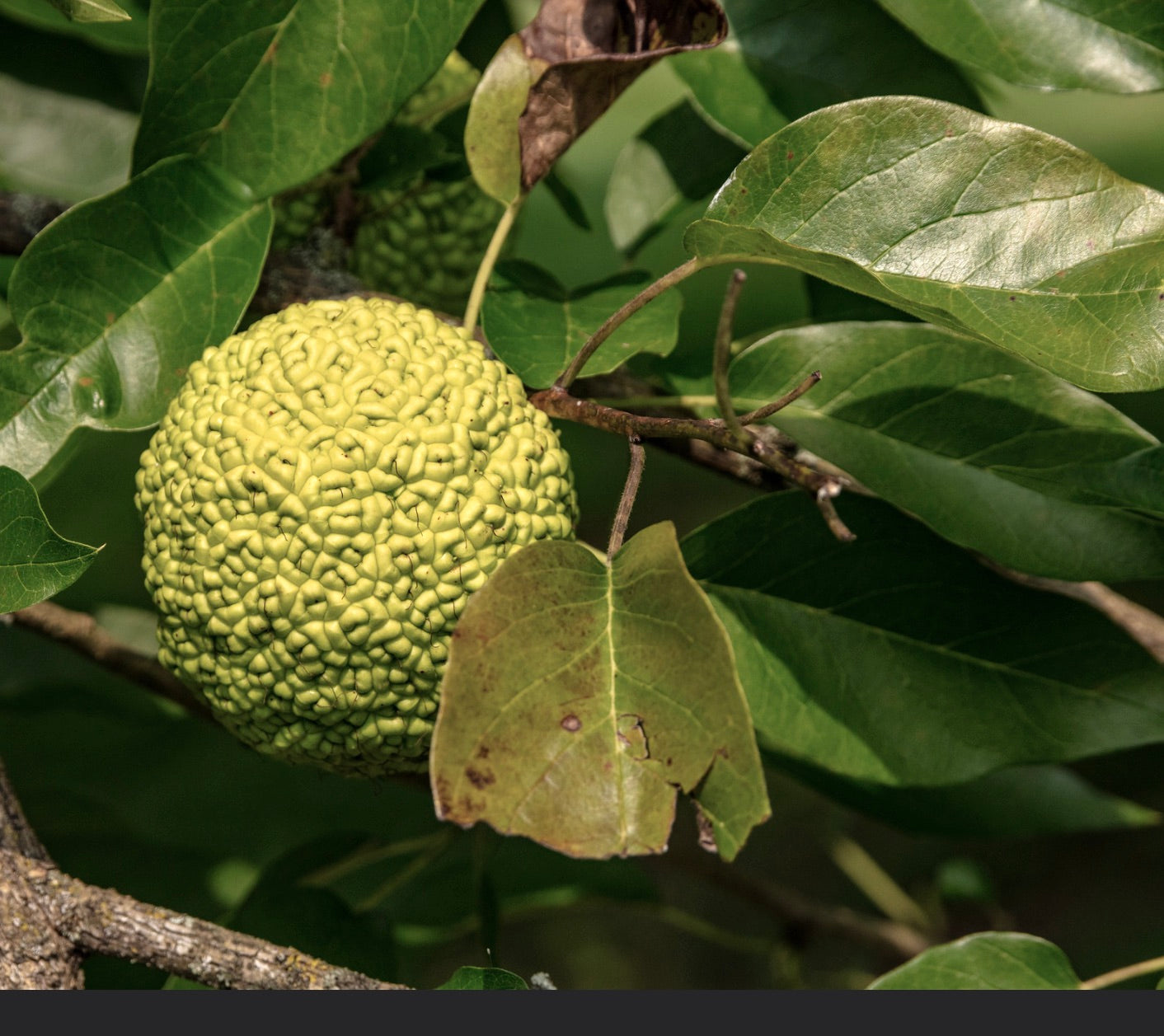 Grande frutto verde testurizzato di Maclura pomifera con foglie lucide su ramo d'albero