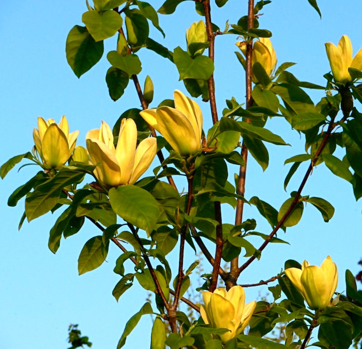 Magnolia brooklynensis 'Yellow Bird' 20-60cm | Yellow Bird magnolia