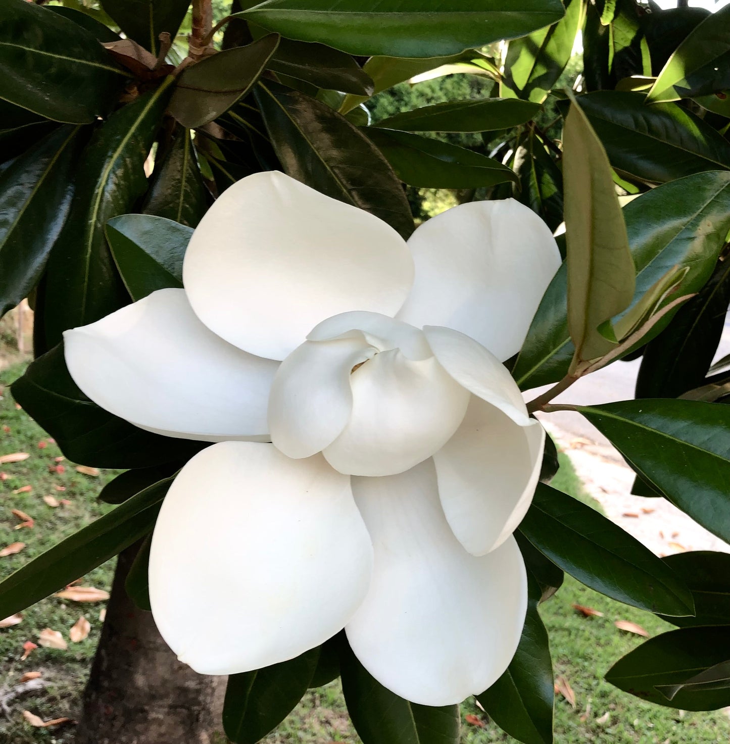Grande fiore bianco profumato di Magnolia grandiflora con foglie lucide verde scuro
