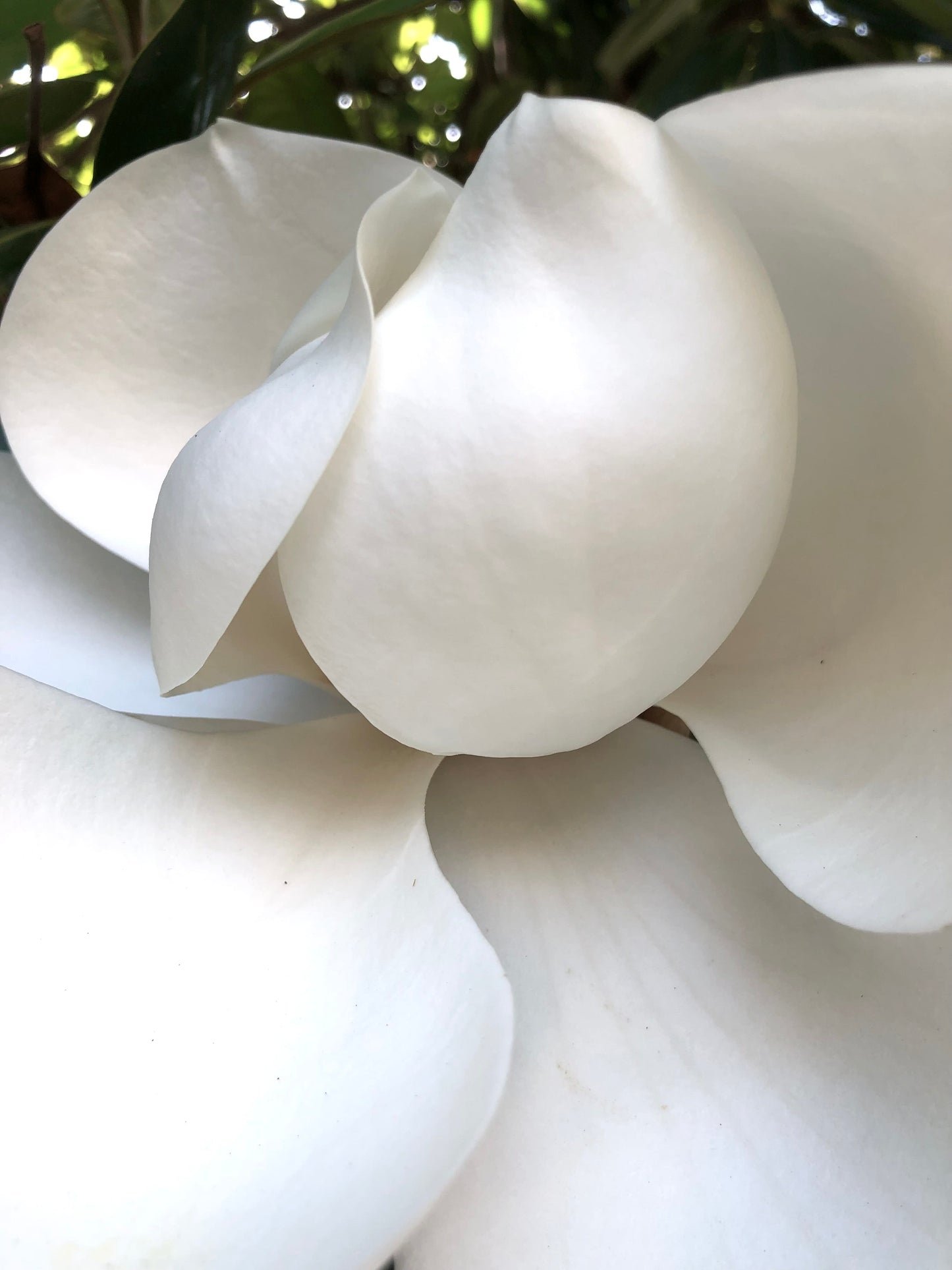 Magnolia grandiflora grandi petali bianchi crema con texture liscia in primo piano