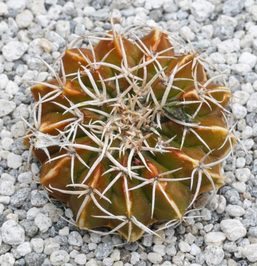 Malacocarpus courantii rare cactus with prominent white spines on ribbed brown-green body