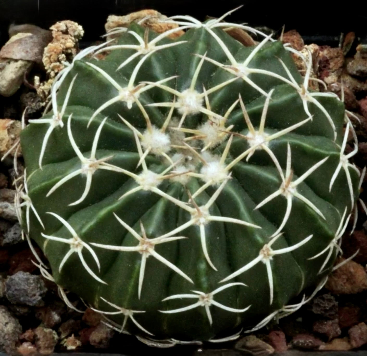 Malacocarpus sessiliflora cactus rotondo verde con spine radiali bianche su suolo roccioso
