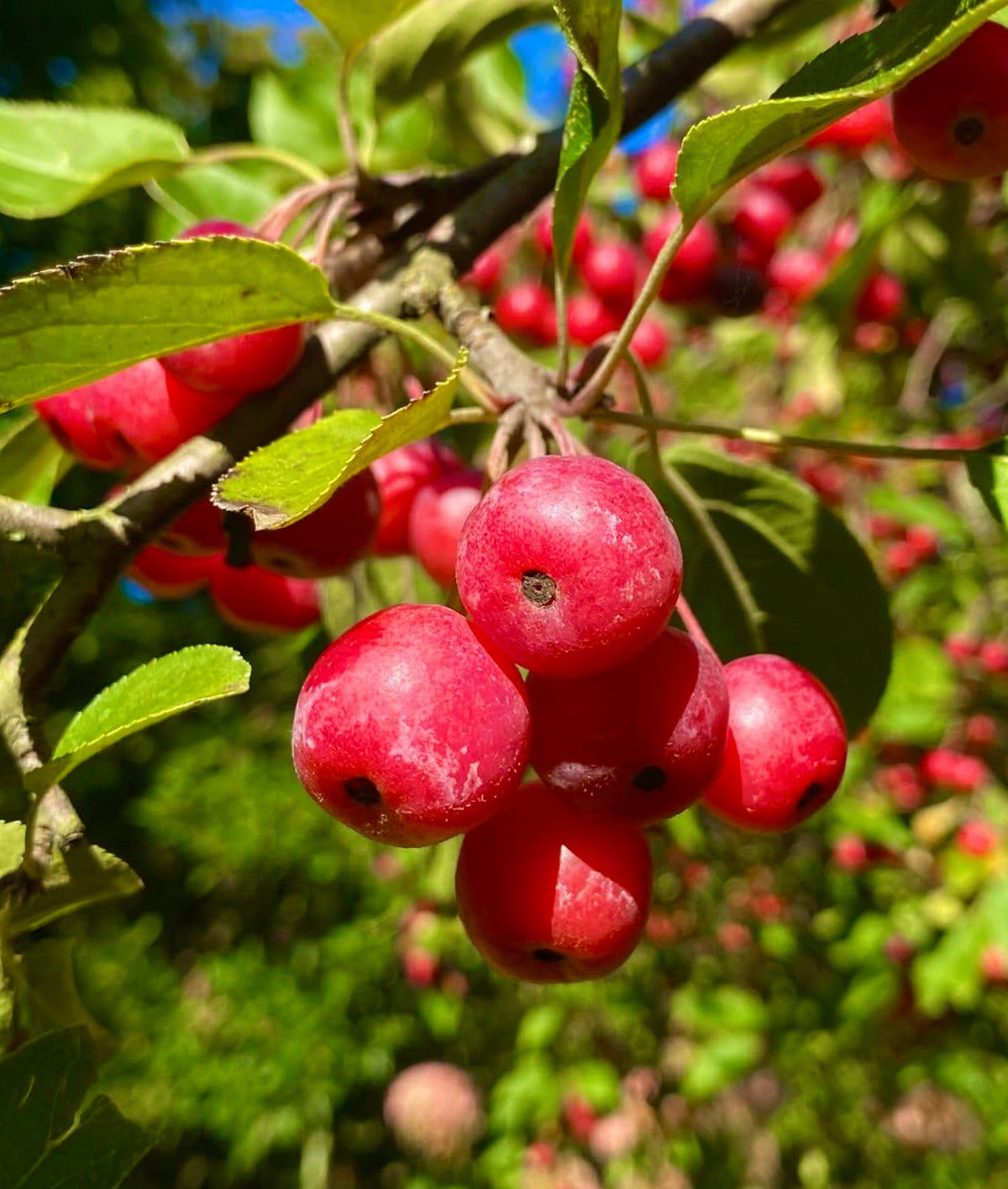 Malus baccata 55-80cm | Siberian crabapple | Asian crabapple