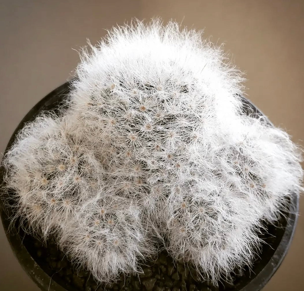 Mammillaria albicoma, gruppo di cactus peloso bianco in vaso nero, esemplare succulento