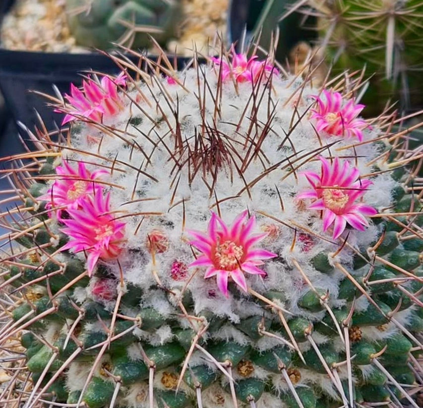 Cactus Mammillaria amajacensis con lana bianca e fiori rosa che sbocciano attorno alla corona