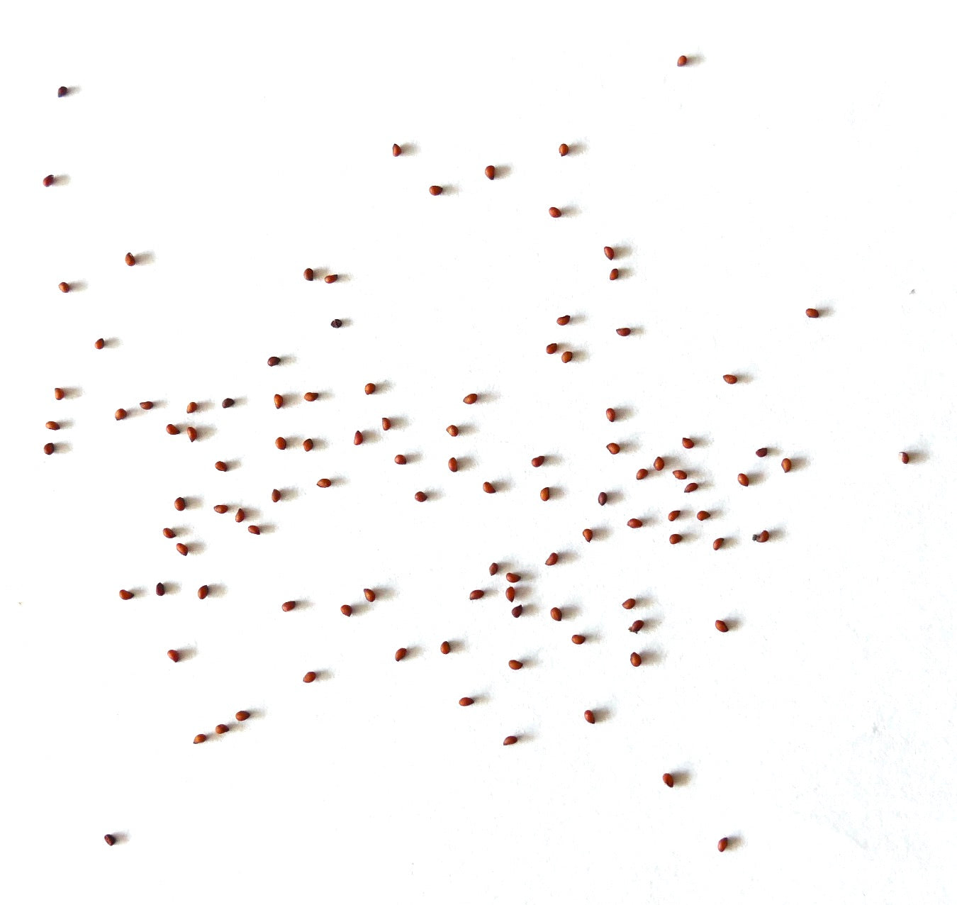 Mammillaria apozolensis small brown cactus seeds scattered on white background