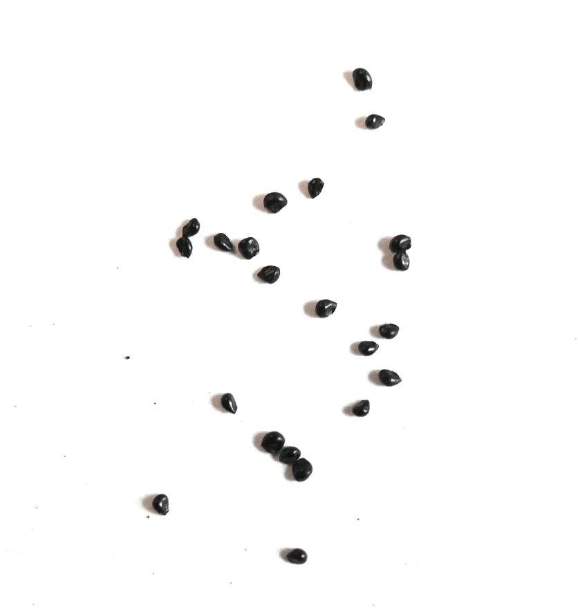 Mammillaria candida cactus seeds scattered on white background