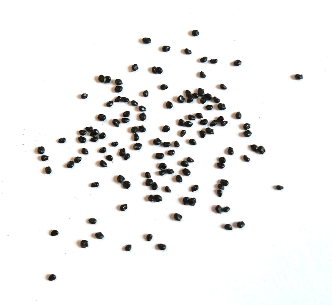 Mammillaria candida cactus seeds scattered on white background for planting