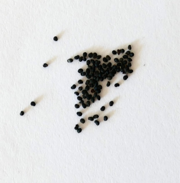 Mammillaria carmenae small black cactus seeds on white background