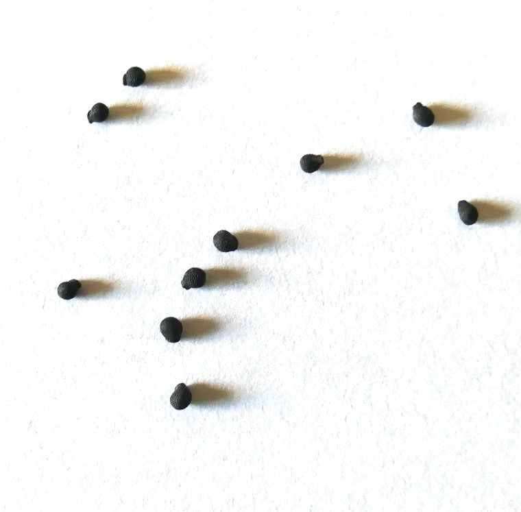 Mammillaria insularis cactus seeds scattered on white background for planting