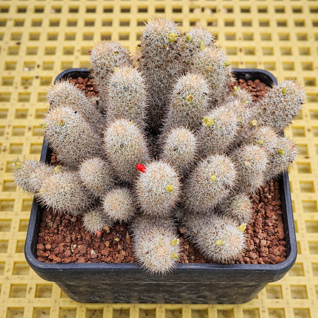 Mammillaria neopalmeri clustered succulent cactus with dense white spines and small buds in black pot