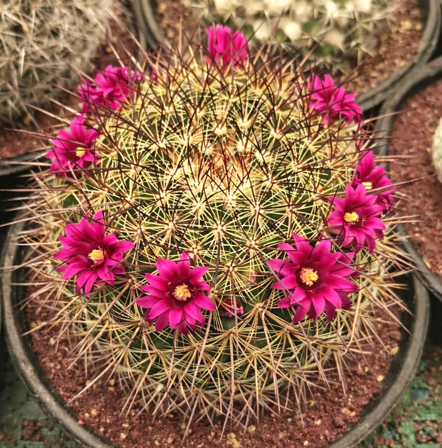 Mammillaria ochoterenae cactus with bright pink flowers and long spines in pot