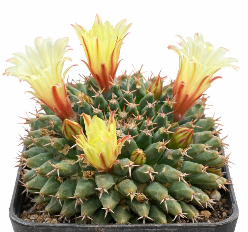 Cactus Mammillaria peninsularis con fiori tubolari gialli e rossi in vaso nero