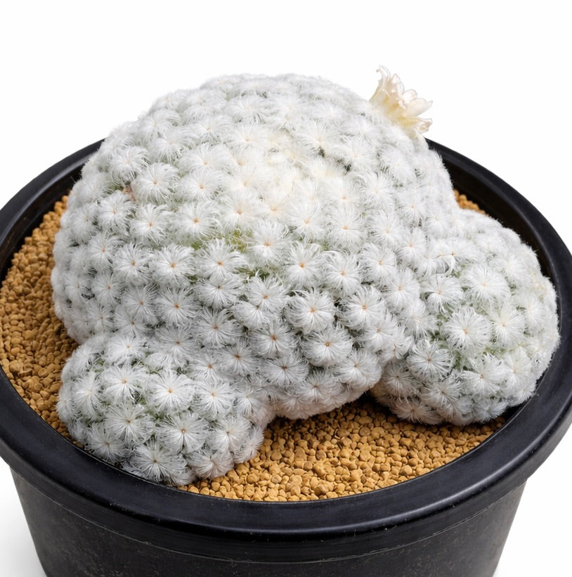 Mammillaria plumosa white feathery cactus cluster in black pot with granulated soil
