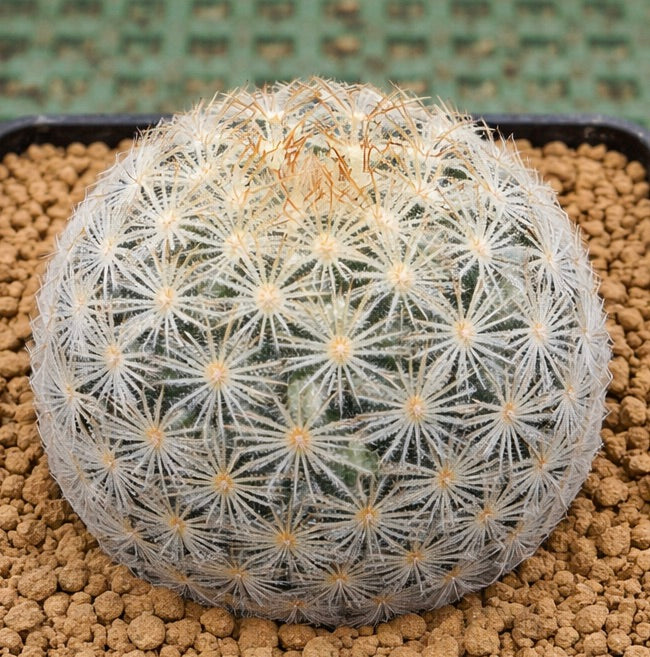Mammillaria rischeri cactus with white radial spines and dense star-shaped pattern