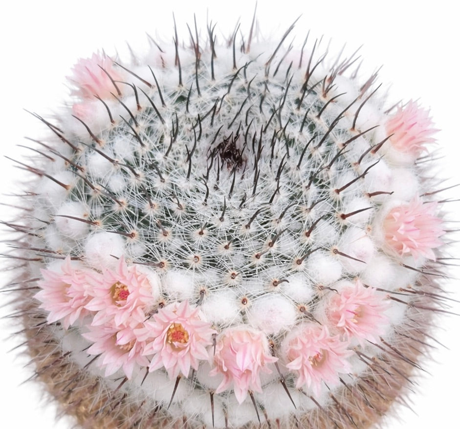 Mammillaria ritteriana cactus with white spines and delicate pink flowers in ring formation
