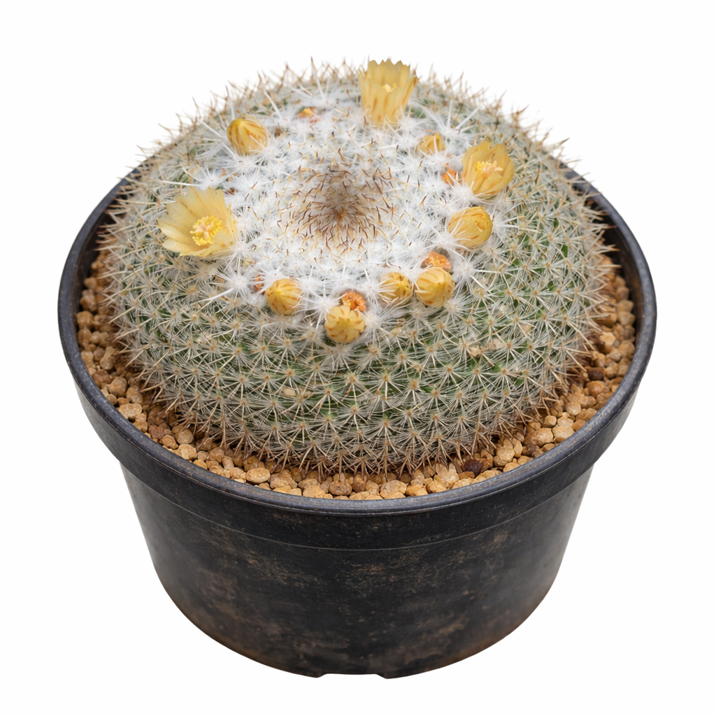 Mammillaria rosensis piccolo cactus rotondo con fiori gialli in vaso nero