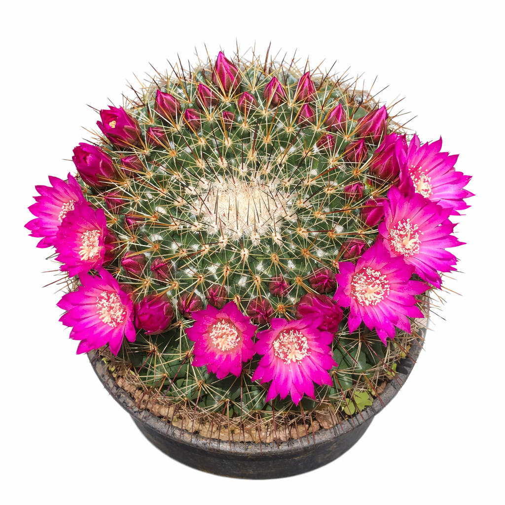 Cactus Mammillaria rubrograndis con fiori rosa vivaci e spine appuntite in vaso