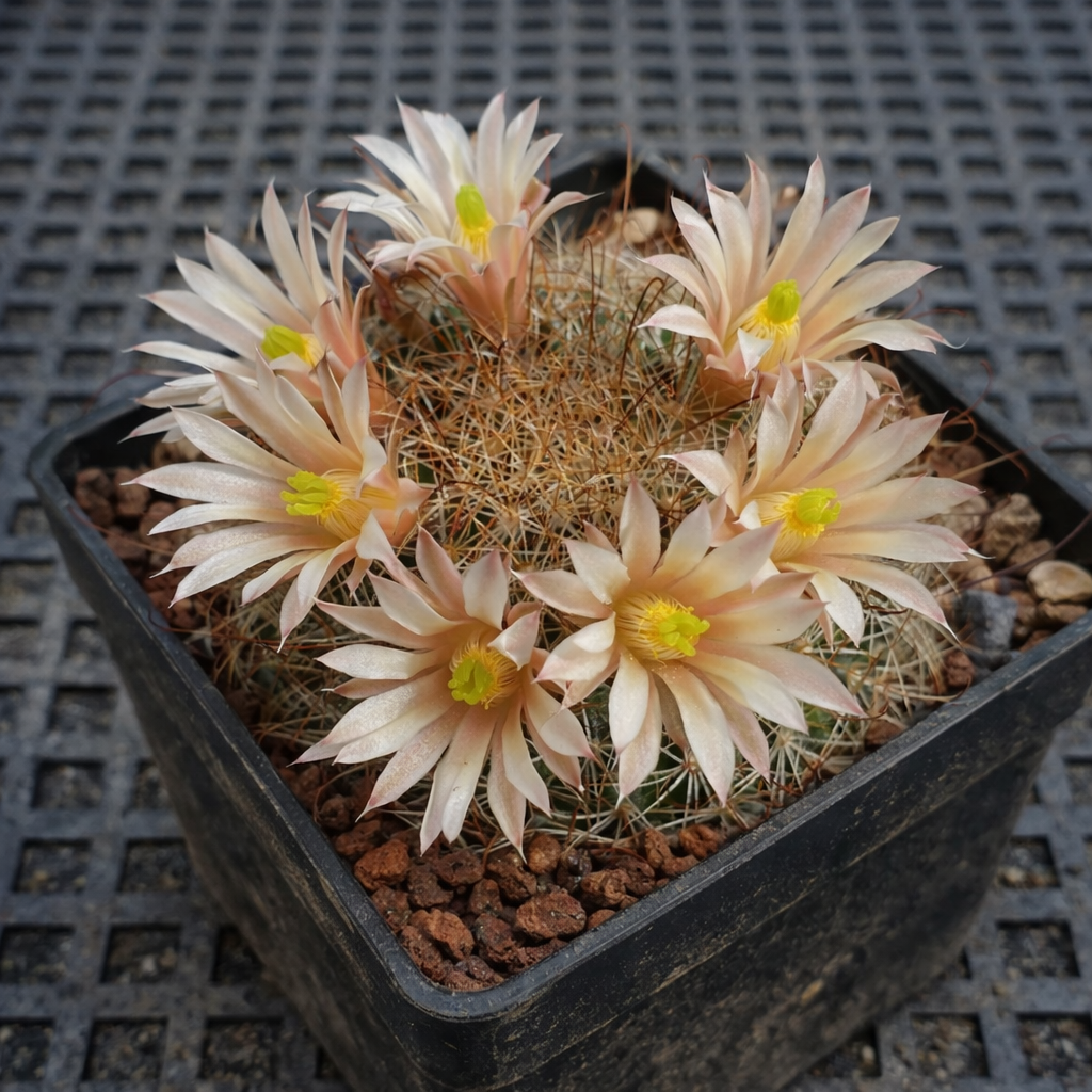 Mammillaria saffordii cactus with pale peach flowers and dense spines in black pot