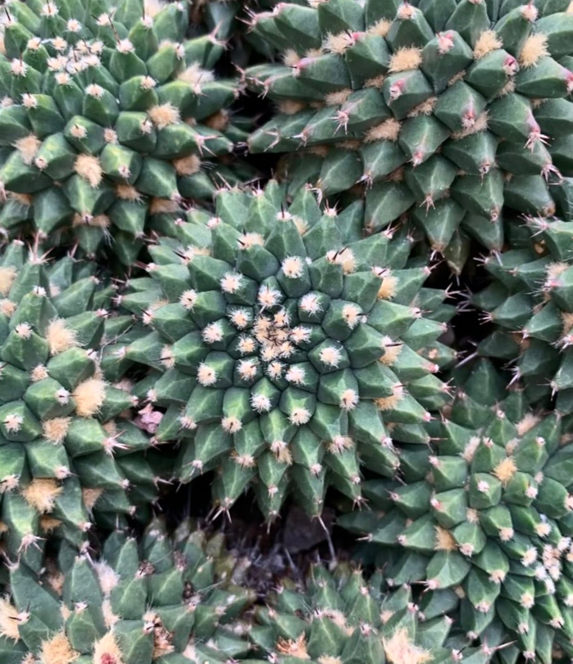 Mammillaria sartorii folto gruppo di cactus succulento verde spinoso con areole lanose