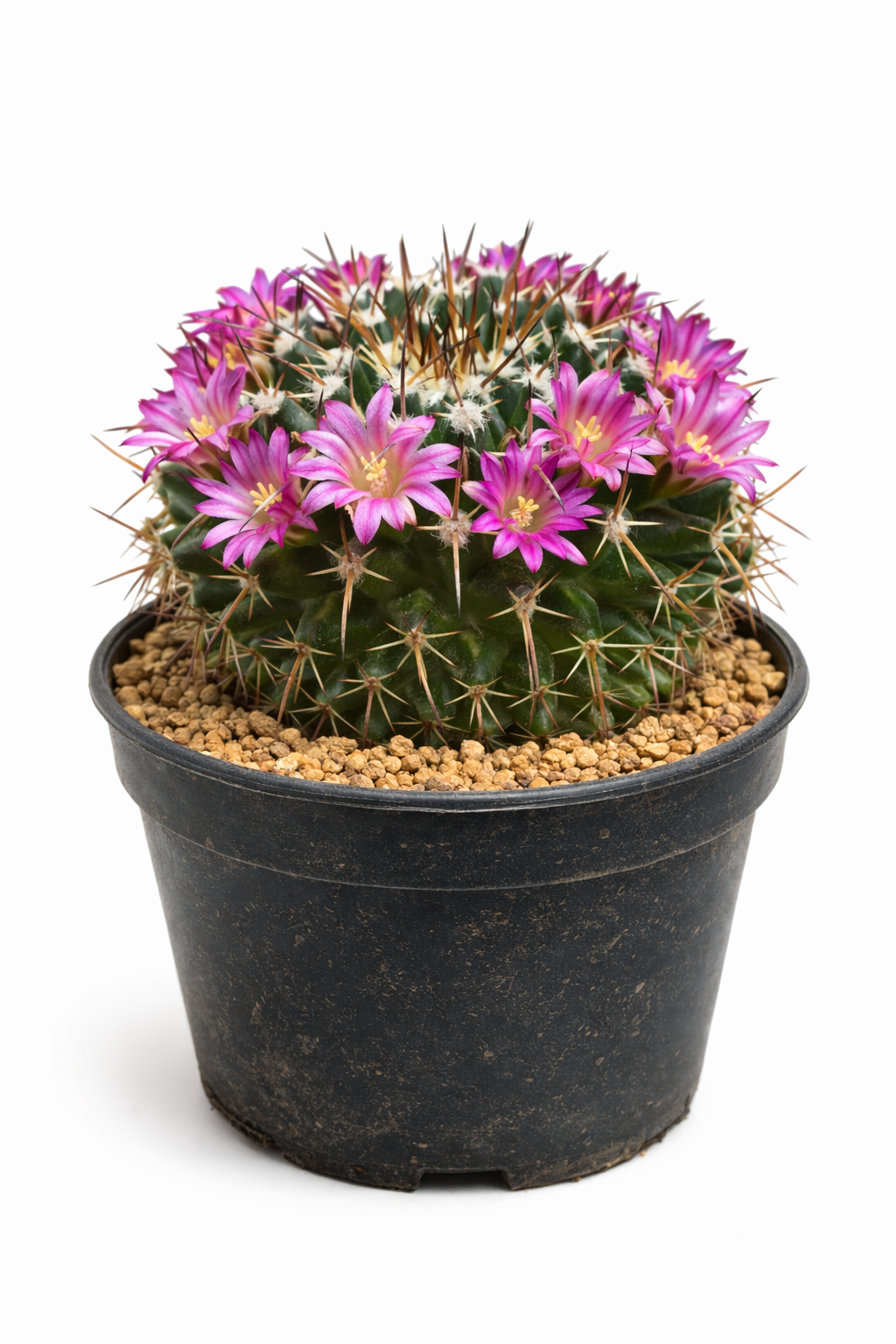 Cactus Mammillaria seitziana con fiori rosa in vaso nero da vivaio
