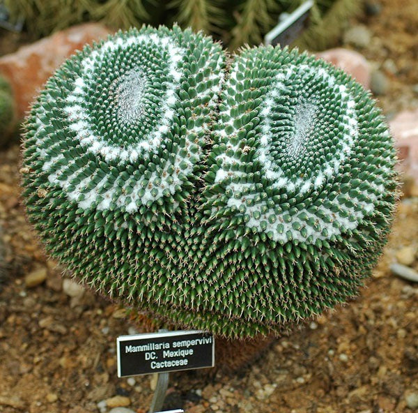 Mammillaria sempervivi rare succulent cactus with dense white spines and spiral growth pattern