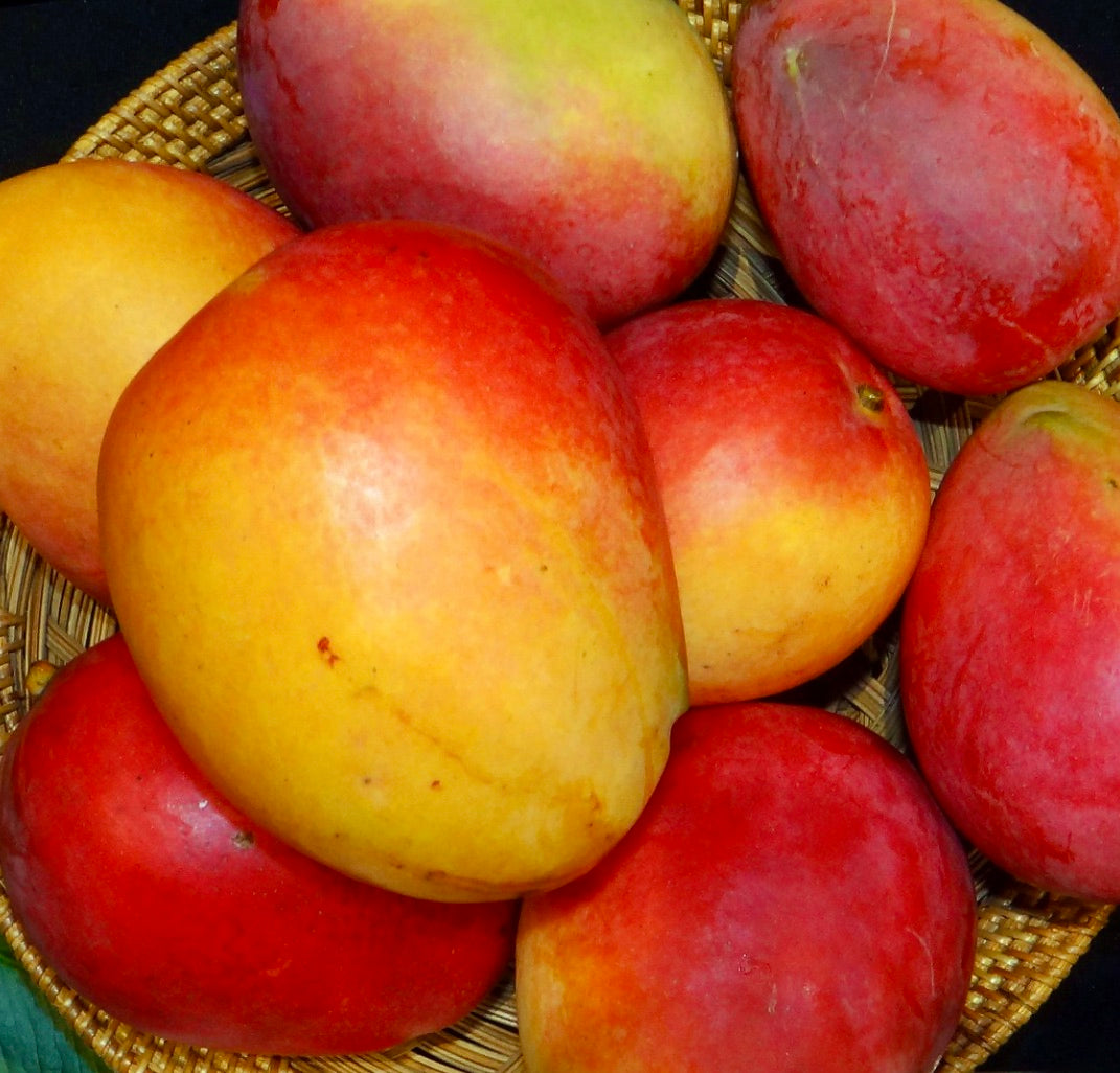 Frutti di mango Mangifera indica cv IRWIN maturi dalla buccia liscia con sfumature rosse e gialle in un cestino