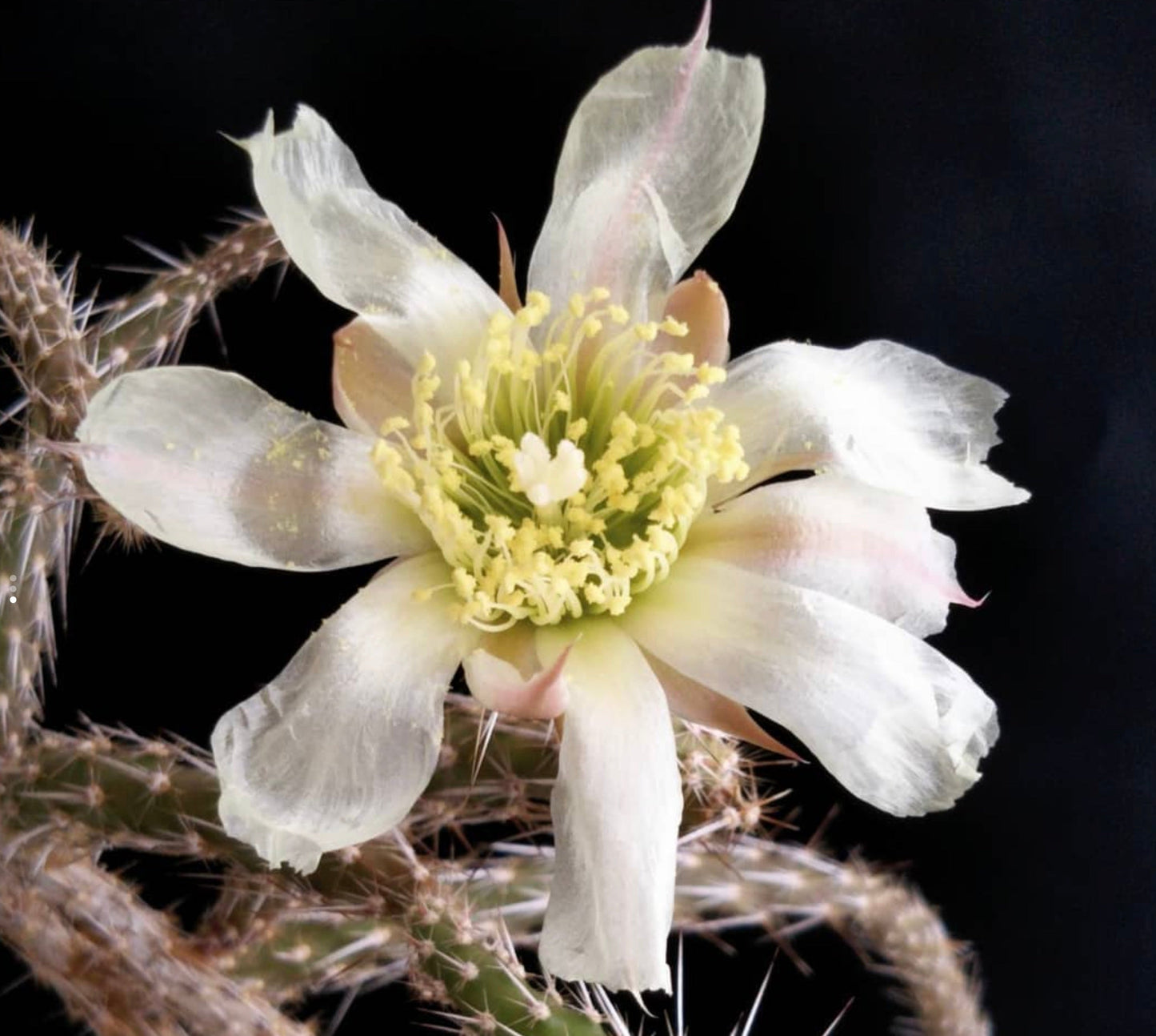 Marenopuntia marenae cactus with delicate white flower and spiny stems against black background
