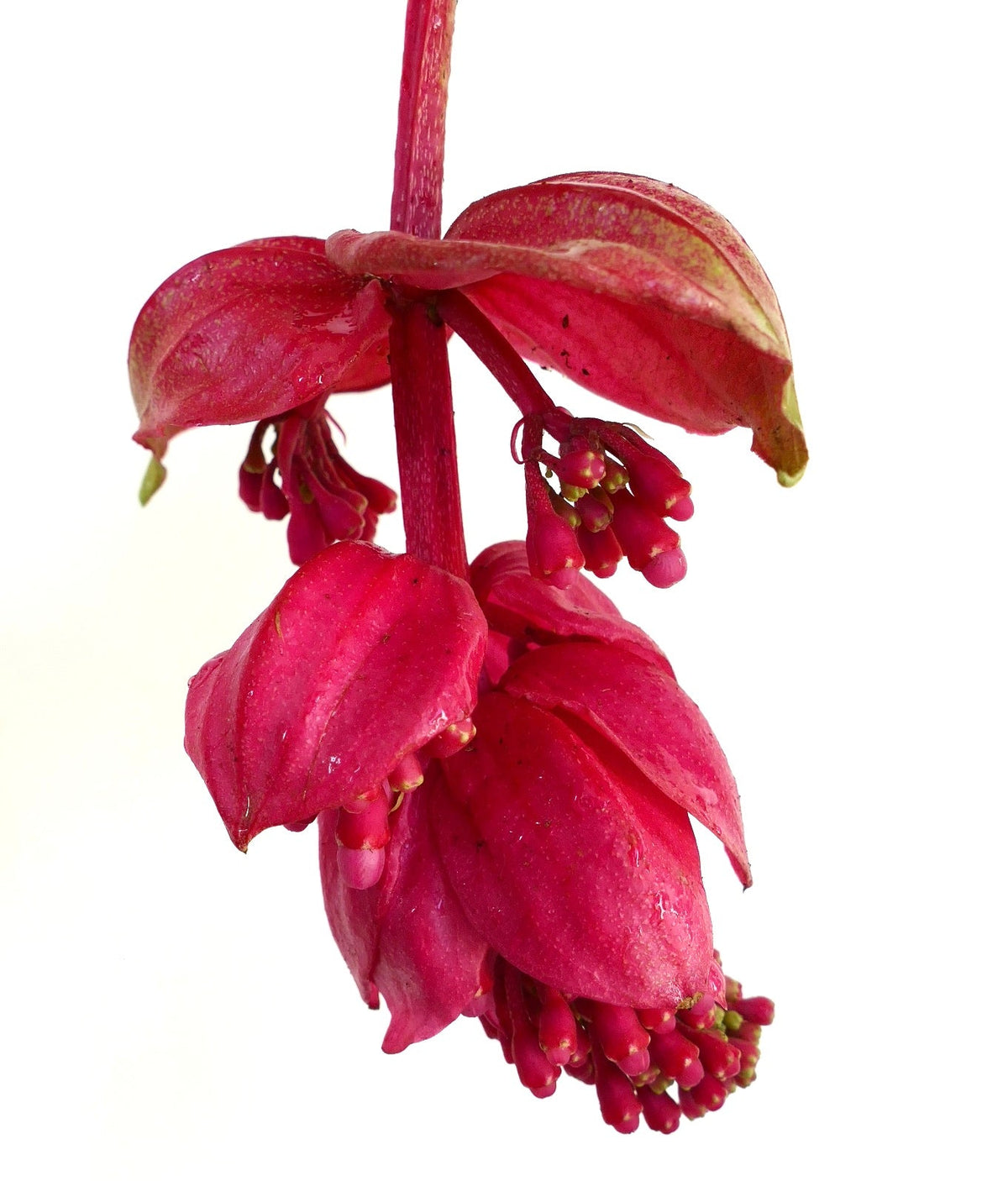 Medinilla magnifica | Rose grape | Malaysian orchid