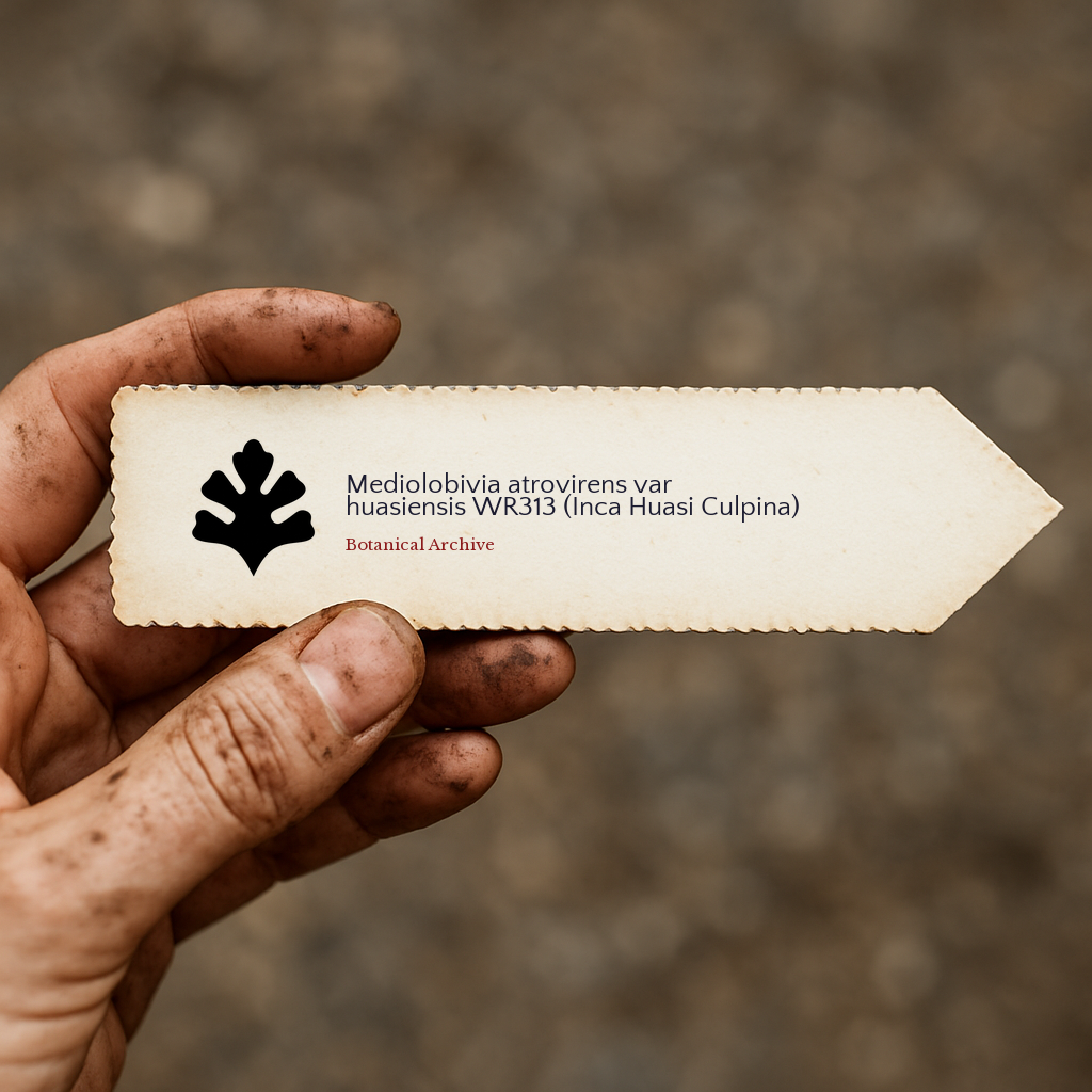Printed plant label for Mediolobivia atrovirens var huasiensis WR313 with botanical archive logo